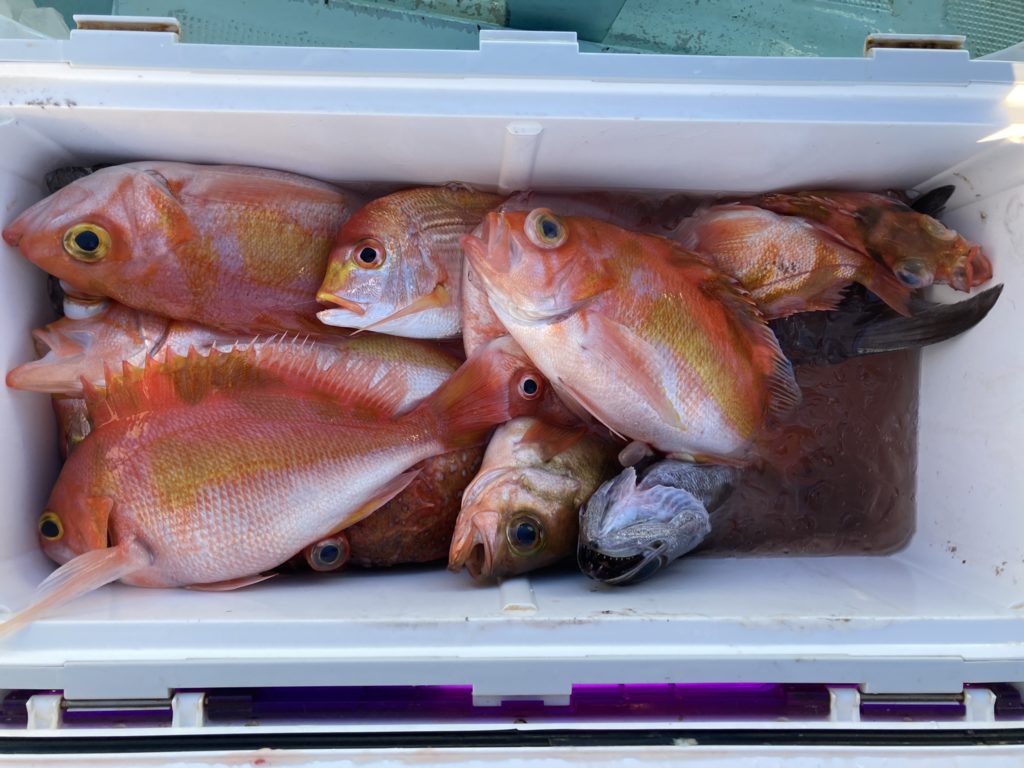 いろいろ釣れました　赤い　釣果　アカイサキ　レンコダイ　ウスメバル　ウケグチメバル　ムツ　カンコ　ウッカリカサゴ