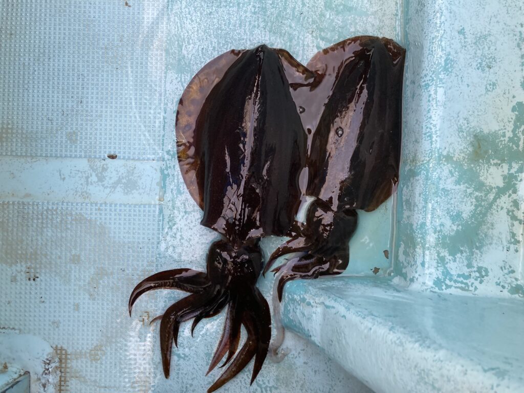 アオリイカ　アオリイカティップラン　ティップランエギング　ティップラン