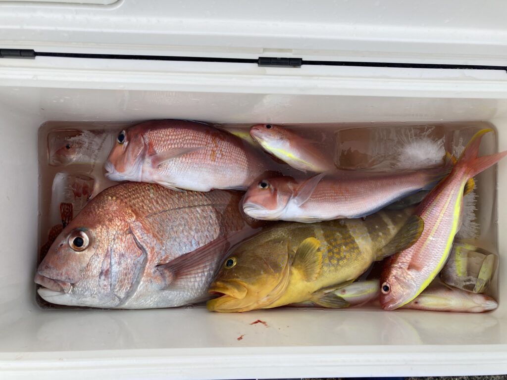 マダイ　アマダイ　イトヨリ　アオハタ