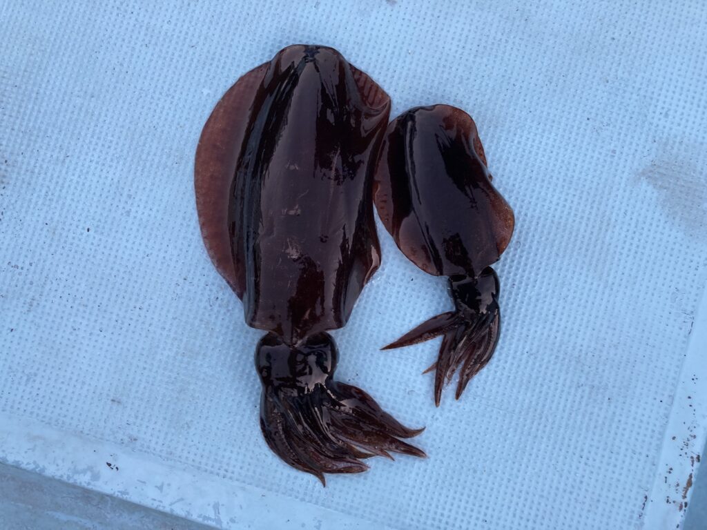 アオリイカ　アオリイカティップラン　ティップランエギング　ティップラン　アオリイカTR