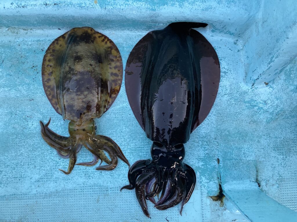 アオリイカ　アオリイカティップラン　ティップランエギング　ティップラン　アオリイカTR