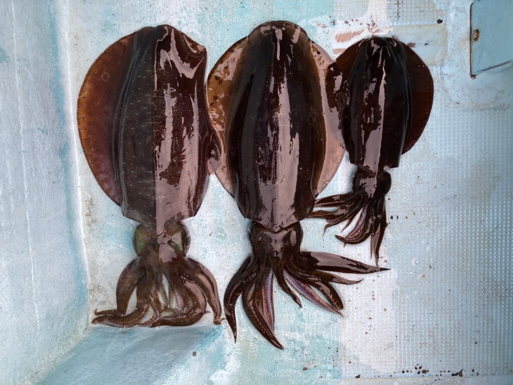 アオリイカ　アオリイカティップラン　ティップランエギング　ティップラン　アオリイカTR