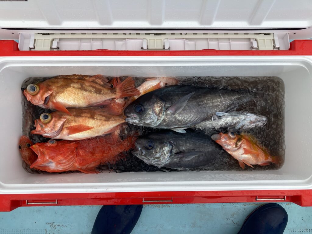 メダイ ウスメバル 沖メバル ウケグチメバル ヒオドシ ユメカサゴ 中深場五目