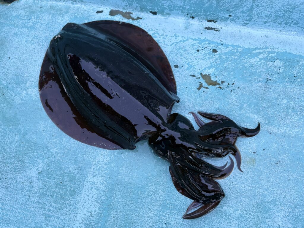 アオリイカ　アオリイカティップラン　ティップランエギング　ティップラン