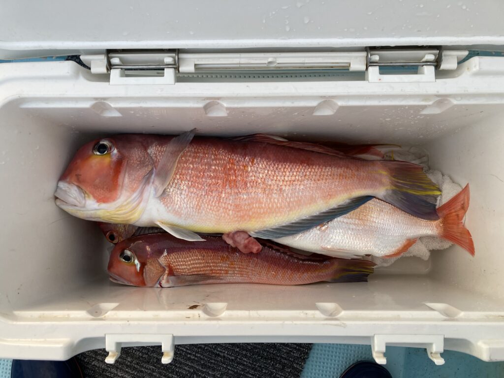 アカアマダイ　アマダイ　レンコダイ　イトヨリ