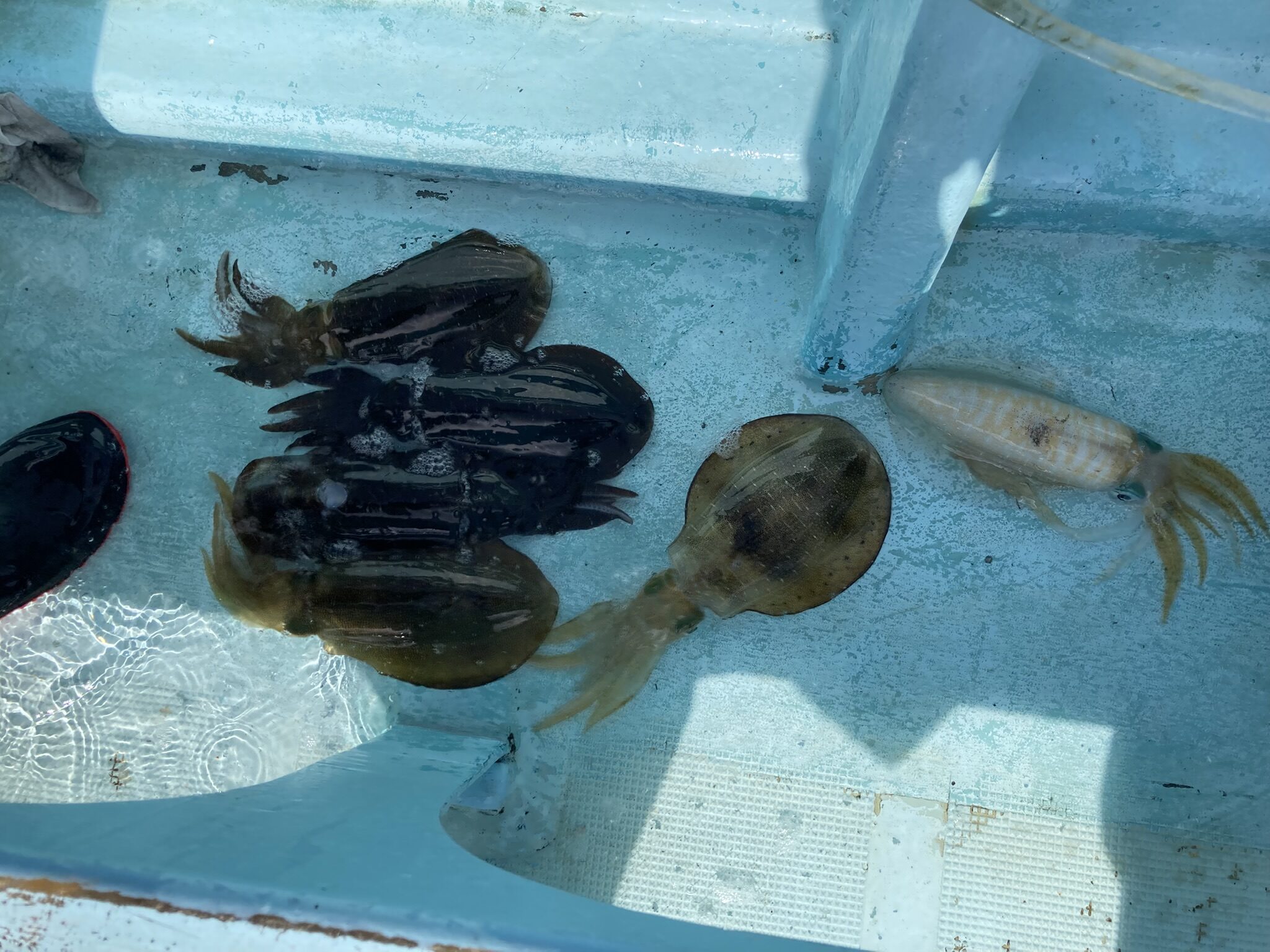 アオリイカ　アオリイカティップラン　ティップランエギング　ティップラン　アオリイカTR