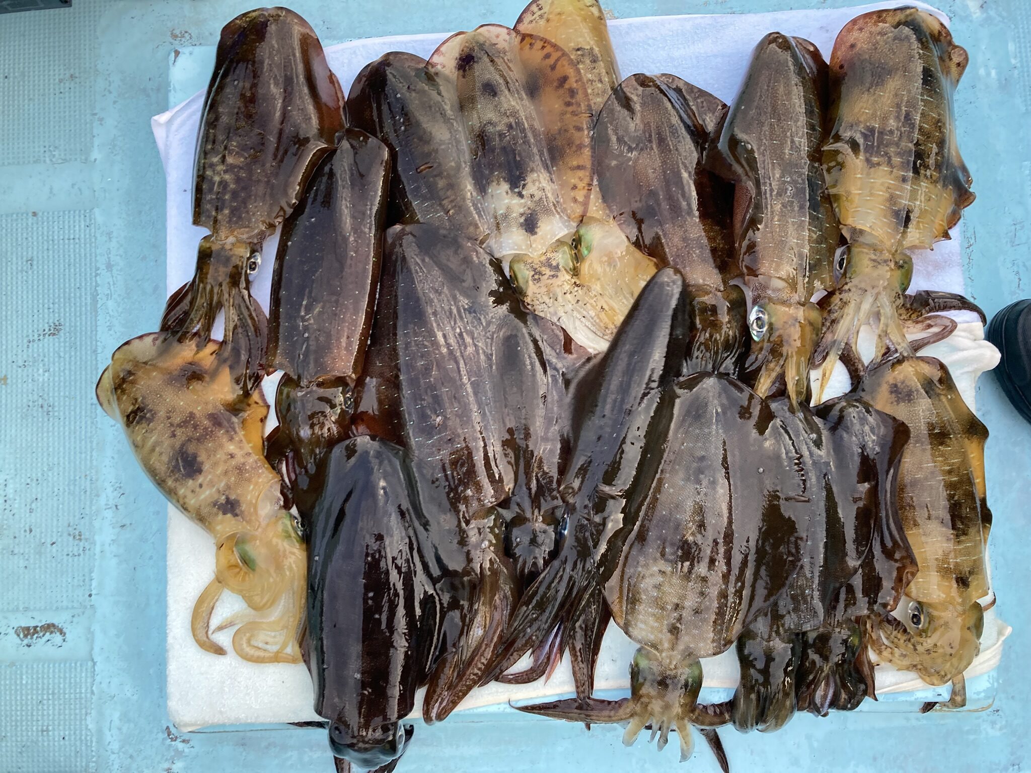 アオリイカ アオリイカティップラン ティップランエギング ティップラン アオリイカTR