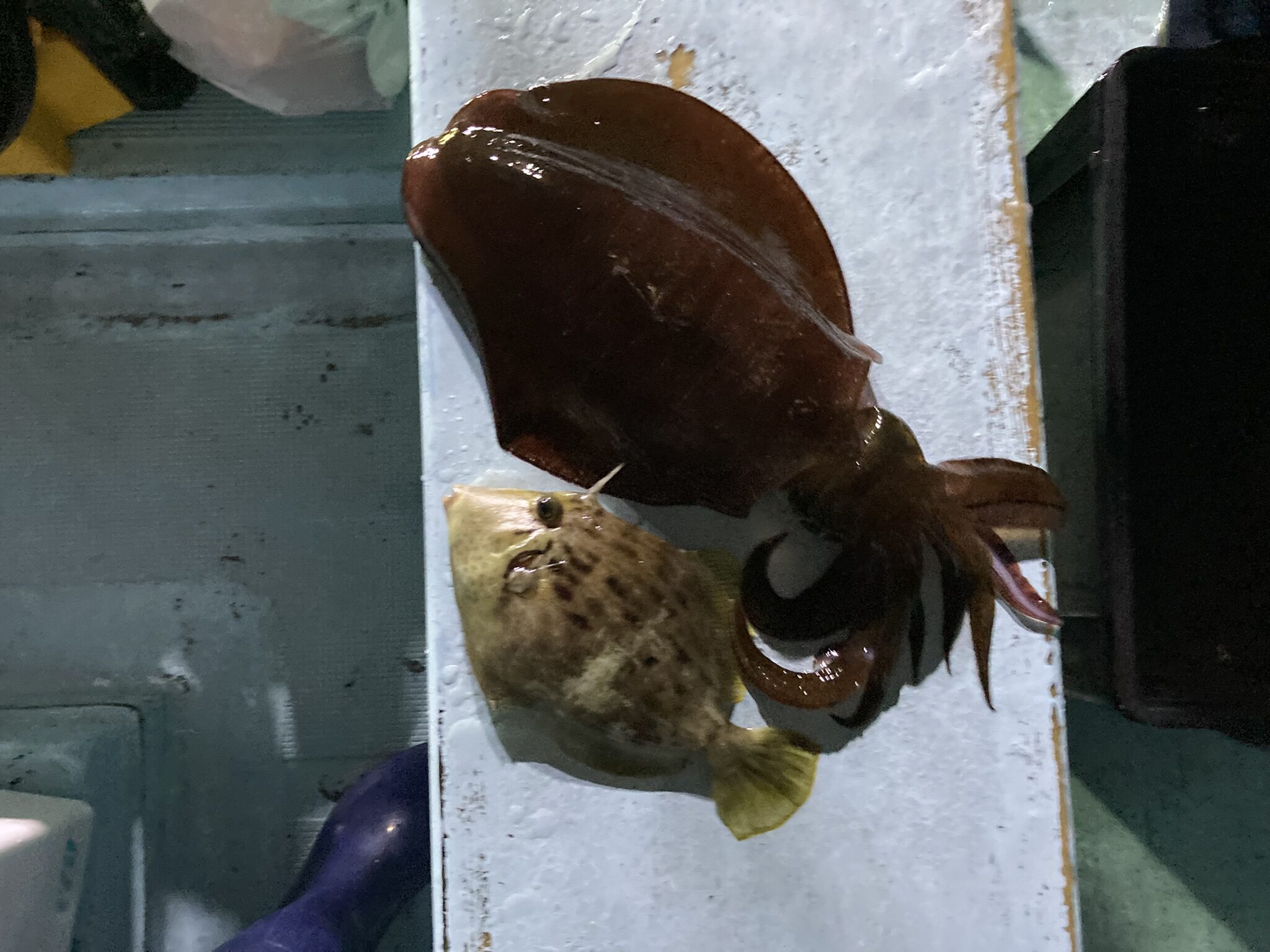 アオリイカ　アオリイカティップラン　ティップランエギング　ティップラン　アオリイカTR　カワハギ