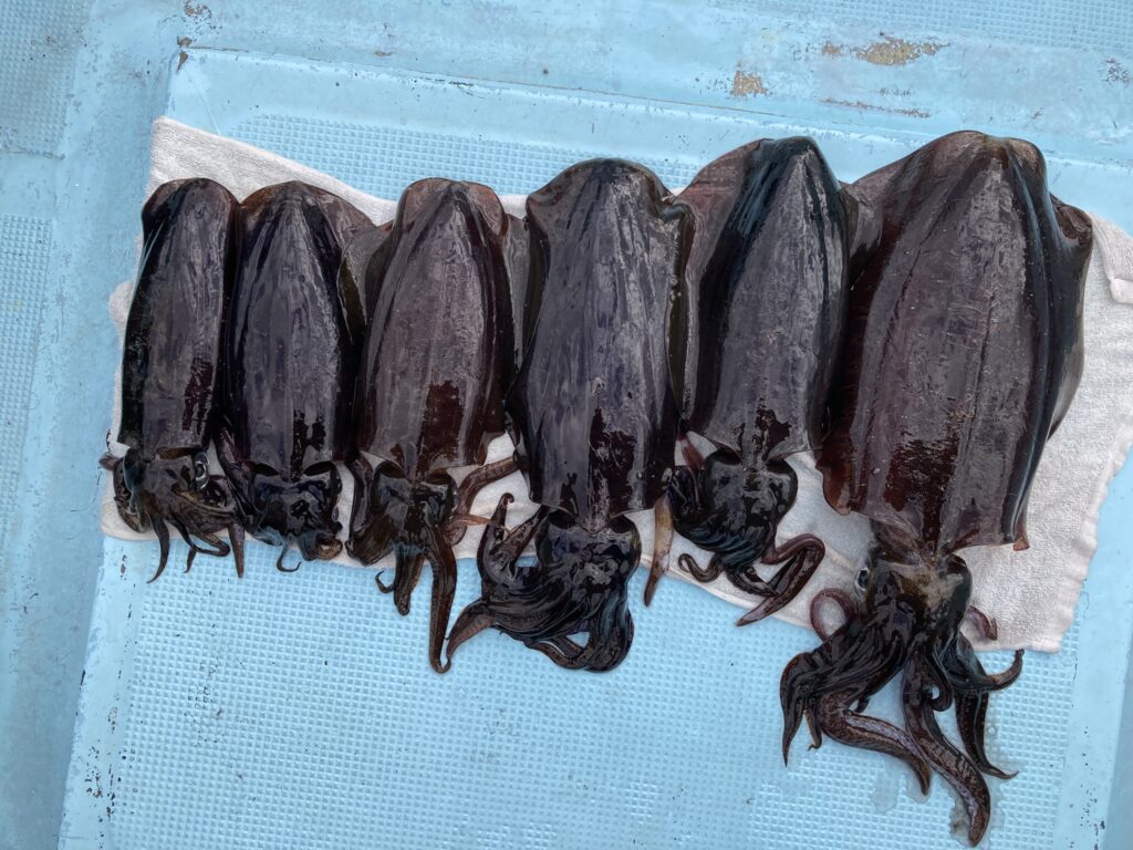 アオリイカ　アオリイカティップラン　ティップランエギング　ティップラン　アオリイカTR