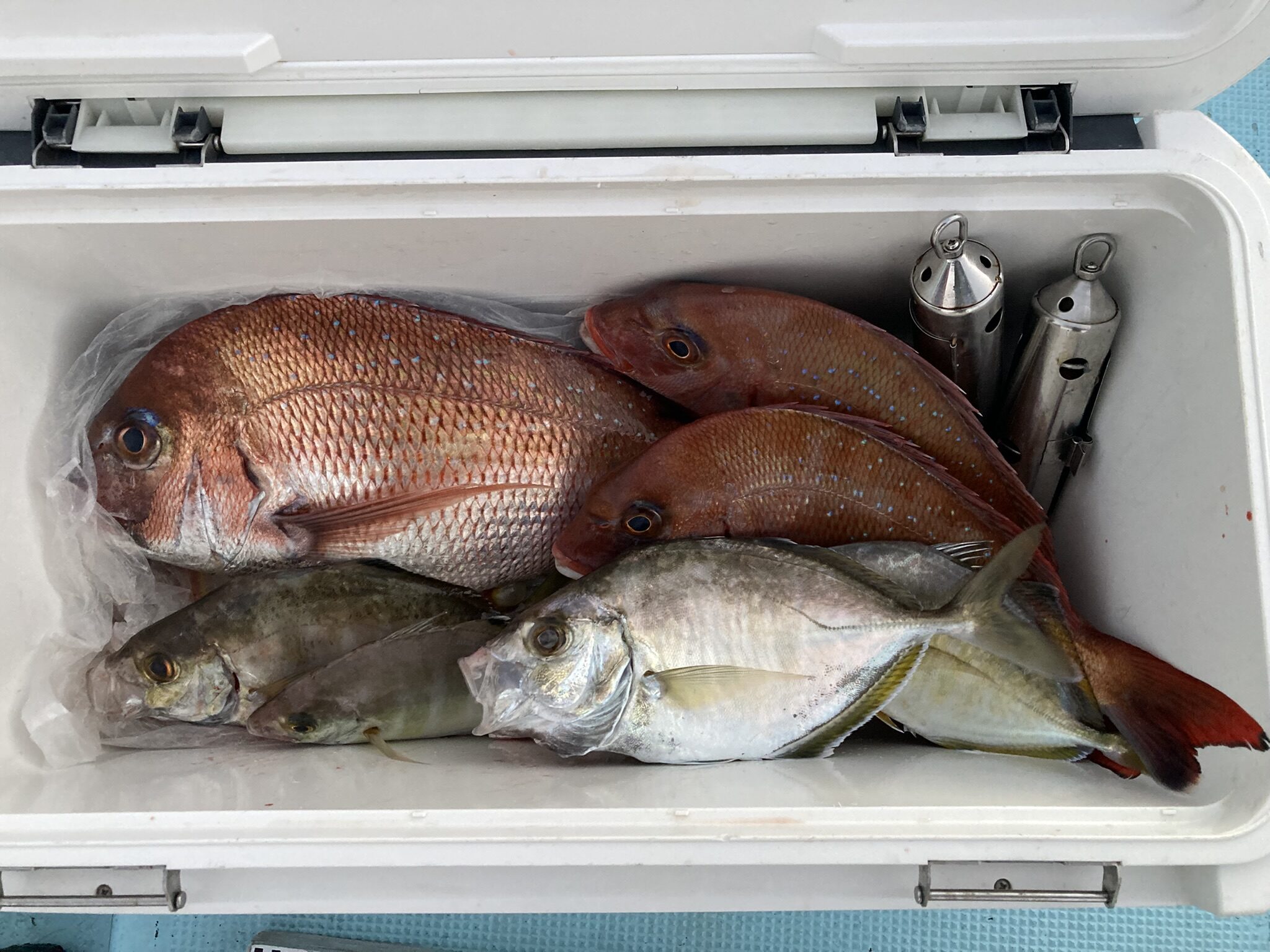 マダイ　カイワリ　マダイ五目