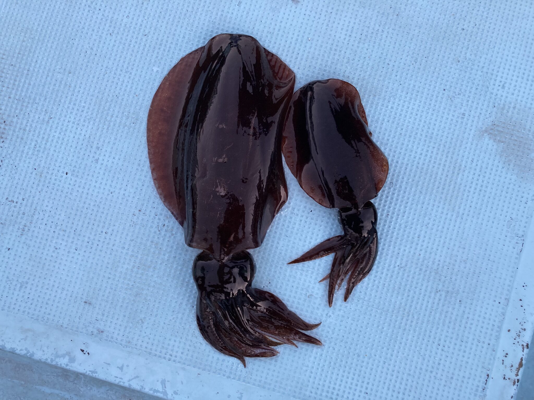 アオリイカ　アオリイカティップラン　ティップランエギング　ティップラン　アオリイカTR