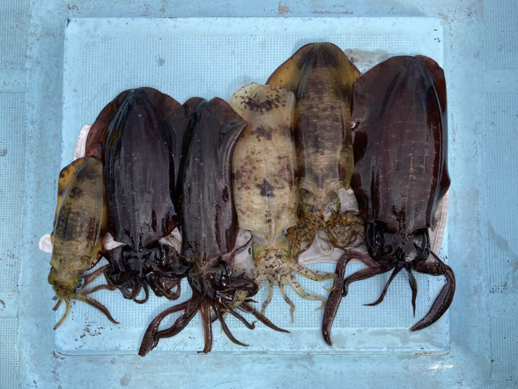 アオリイカ　アオリイカティップラン　ティップランエギング　ティップラン　アオリイカTR