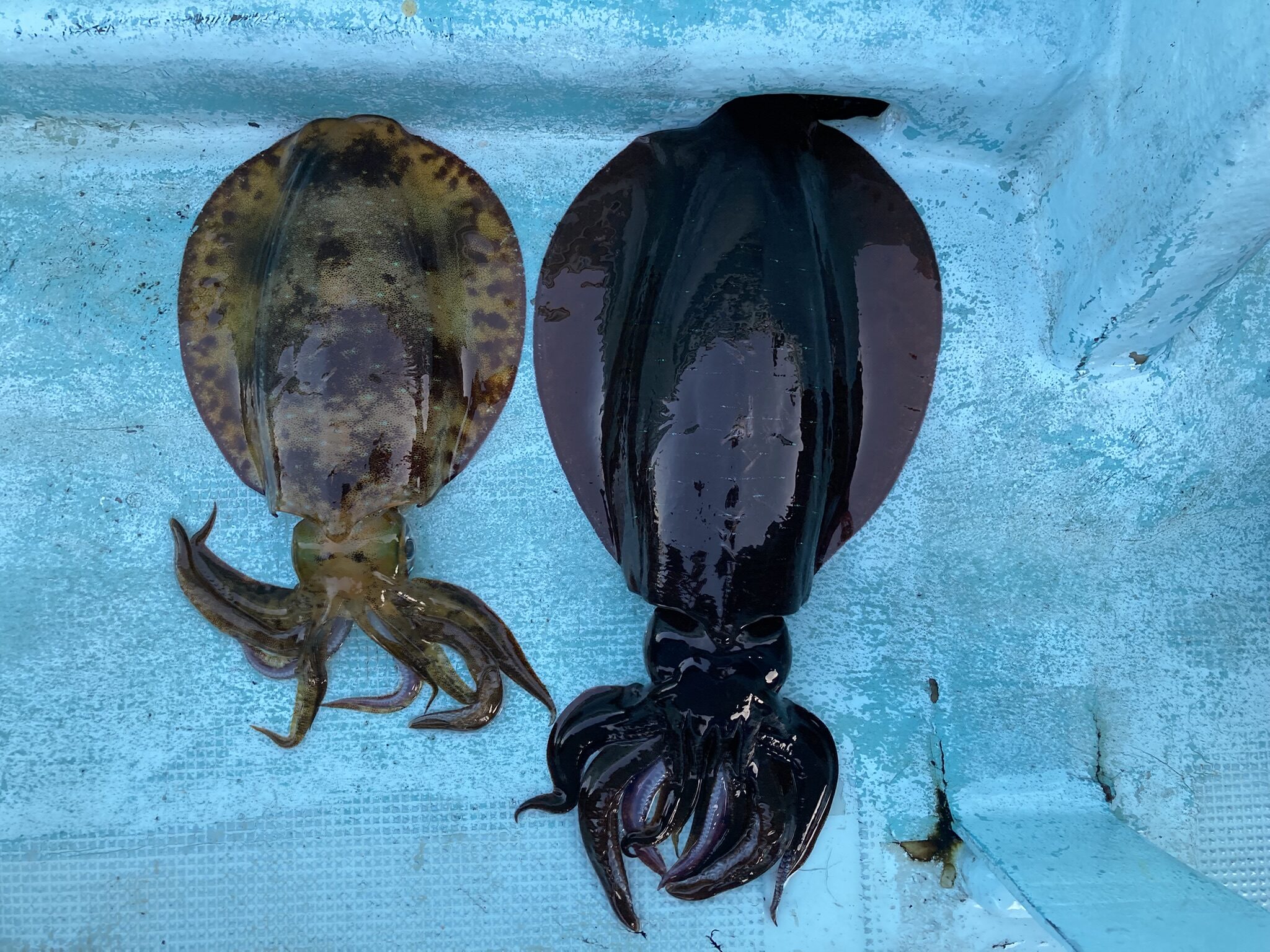 アオリイカ　アオリイカティップラン　ティップランエギング　ティップラン　アオリイカTR