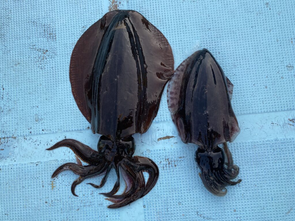 アオリイカ アオリイカティップラン ティップランエギング ティップラン アオリイカTR