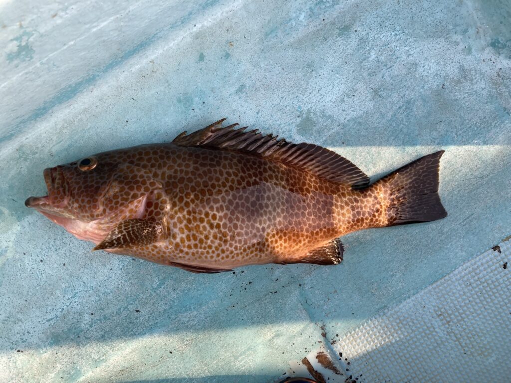 アオリイカ アオリイカティップラン ティップランエギング ティップラン アオリイカTR オオモンハタ