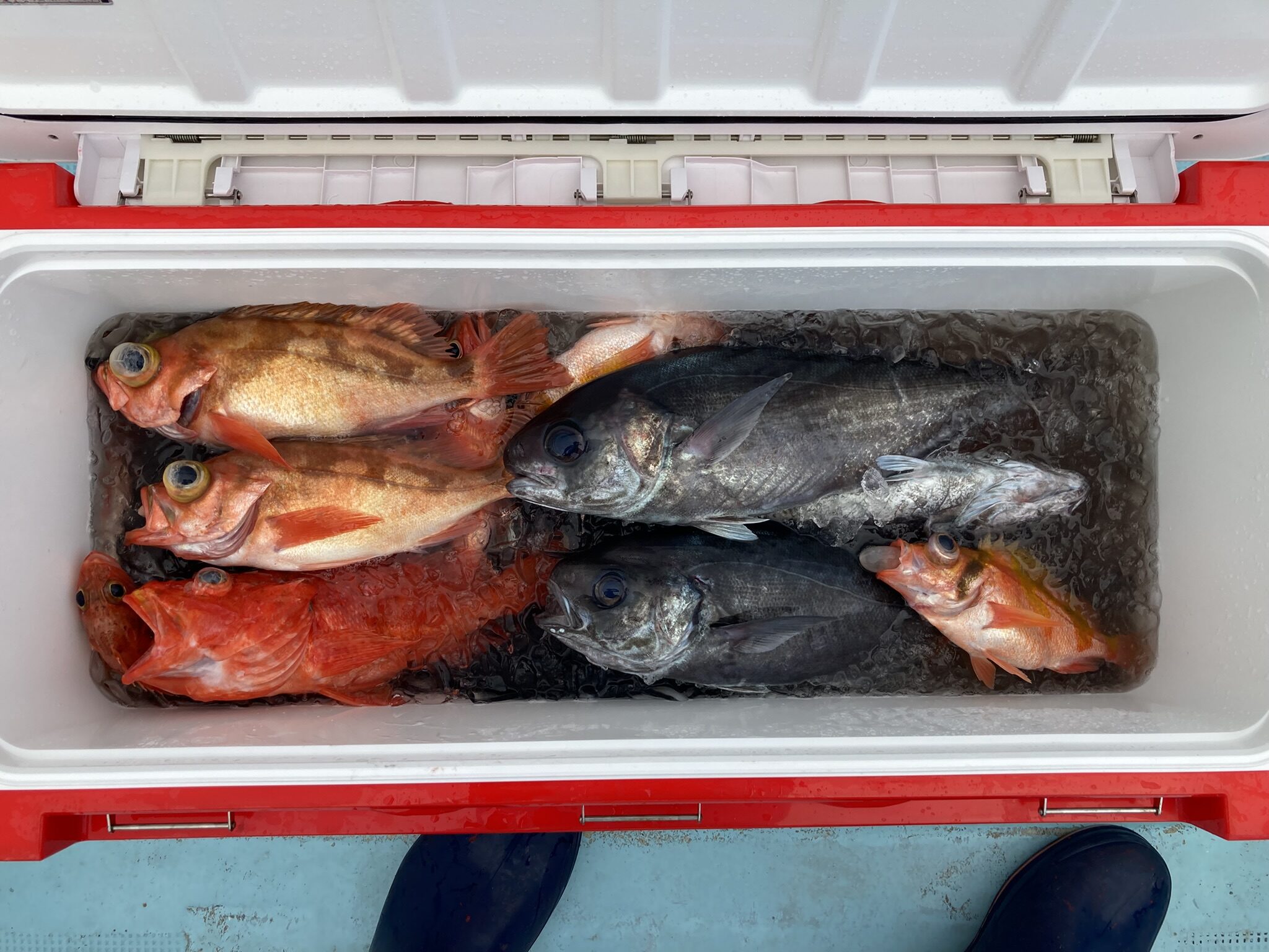 メダイ　ウスメバル　沖メバル　ウケグチメバル　ヒオドシ　ユメカサゴ　中深場五目