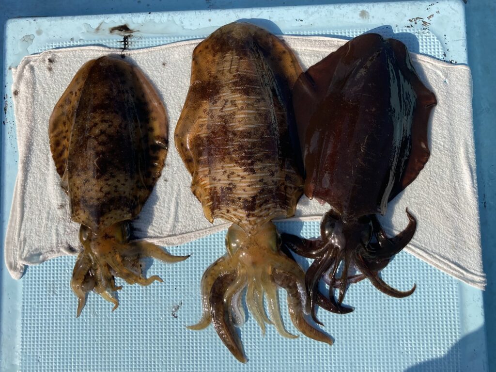 アオリイカ アオリイカティップラン ティップランエギング ティップラン アオリイカTR ティップエギング